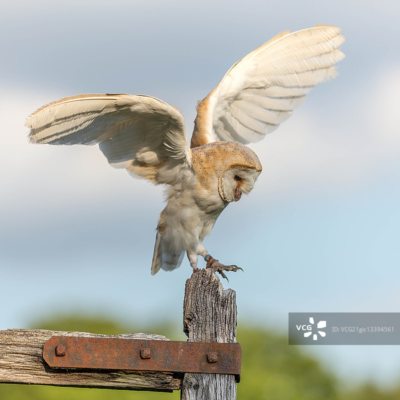 精品枭图片素材