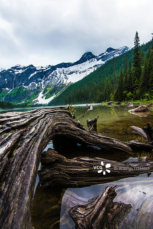 水中枯木图片素材