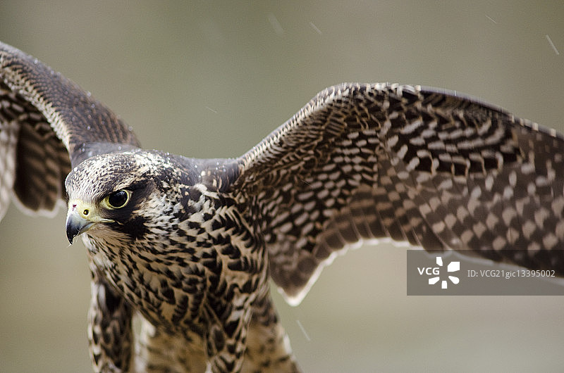 幼年美洲隼图片素材