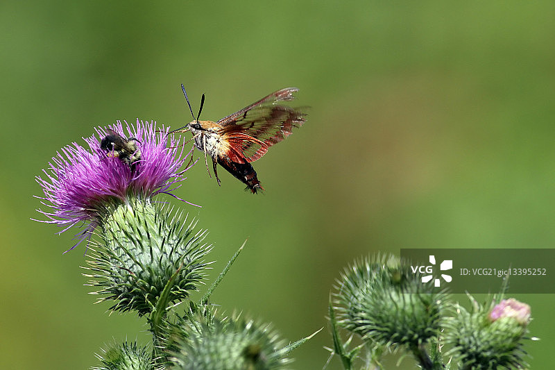 蜂鸟蛾图片素材