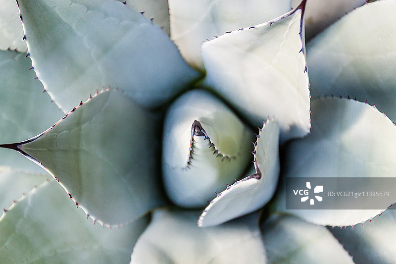 芦荟植物图片素材