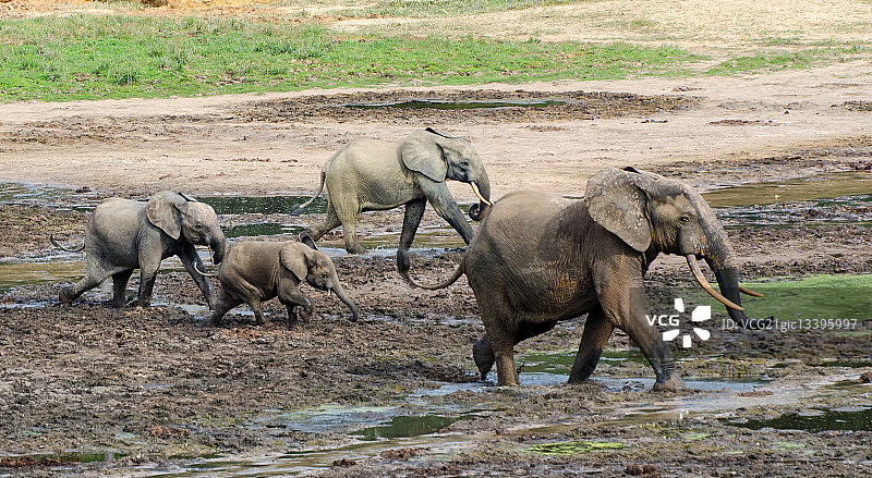 非洲森林象图片素材