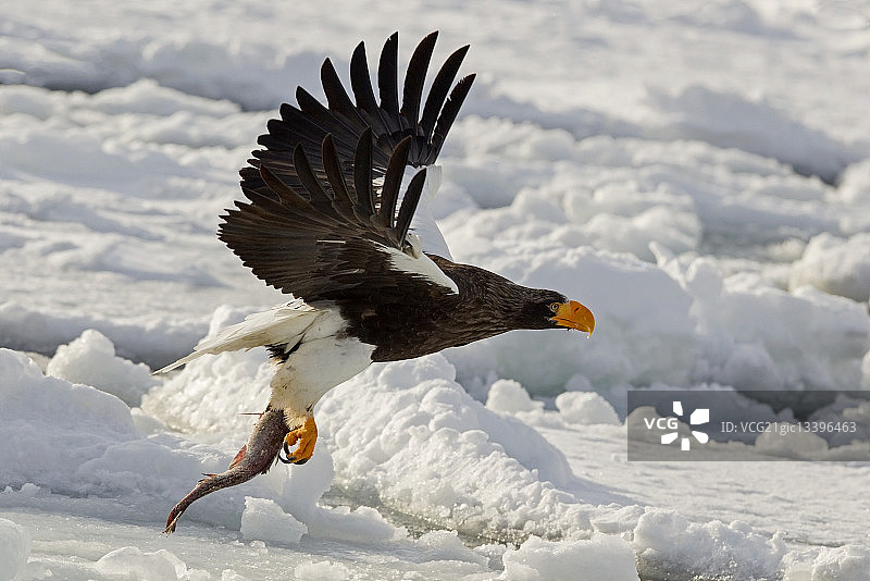 一只拿着鱼的虎头海雕图片素材