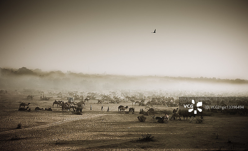印度锡德布尔河岸骆驼集市图片素材