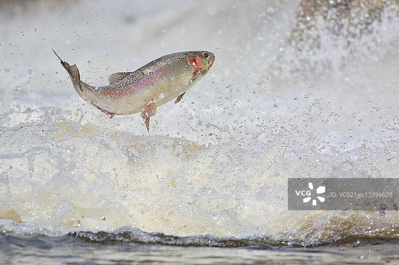 虹鳟鱼在水中跳跃，加拿大安大略省图片素材