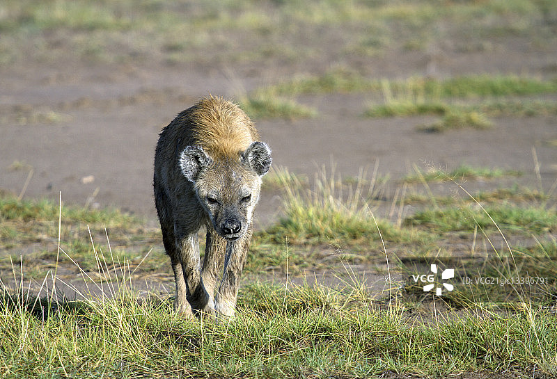 野外的一只鬣狗图片素材