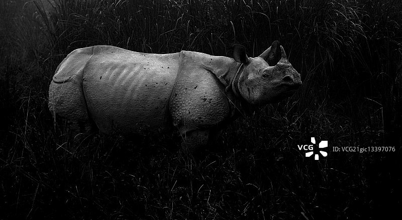 印度独角犀牛图片素材