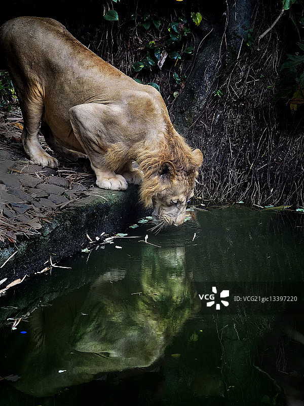 狮子在湖边喝水图片素材