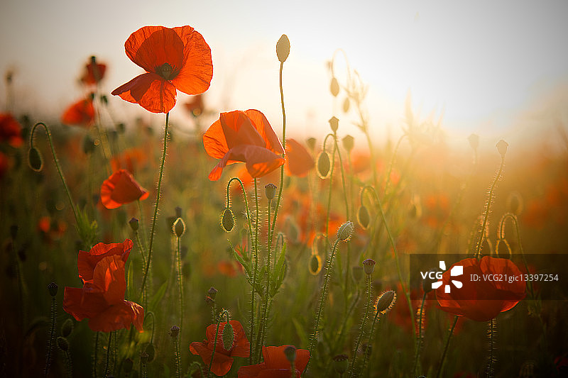 英国  Deddington图片素材