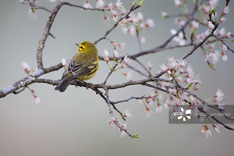 草原莺栖息在苹果树上图片素材