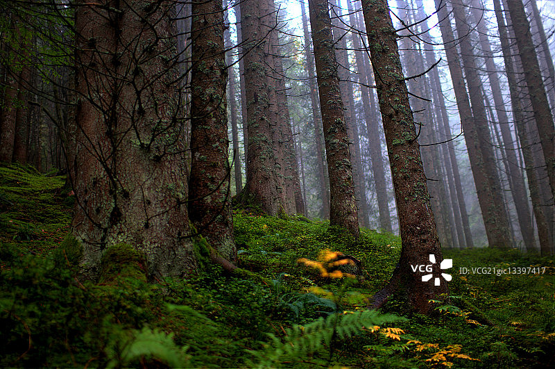 奥地利施蒂里亚州希尔谢格雾林中生长的苔藓图片素材
