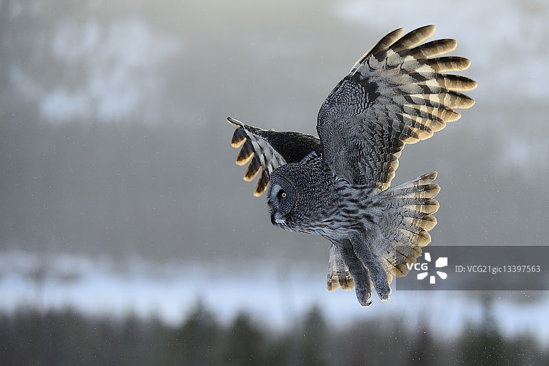 毛腿夜鸮在拉普兰狩猎图片素材