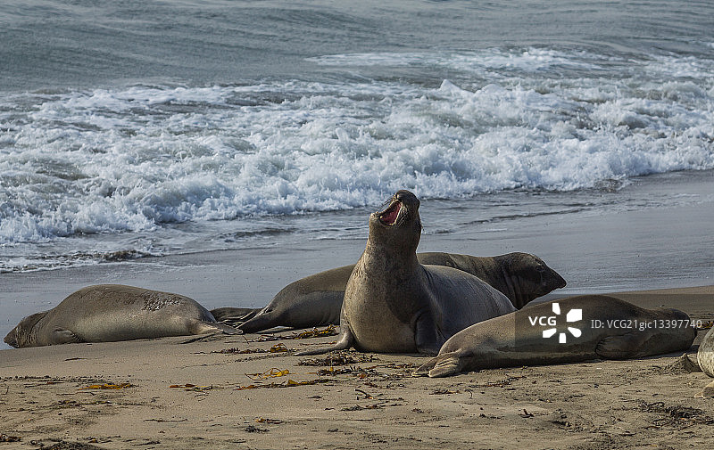 象海豹图片素材