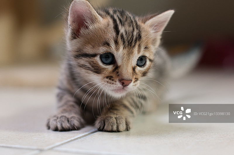 躺在地上的孟加拉猫图片素材