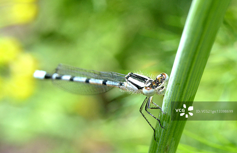 白腿豆娘特写图片素材