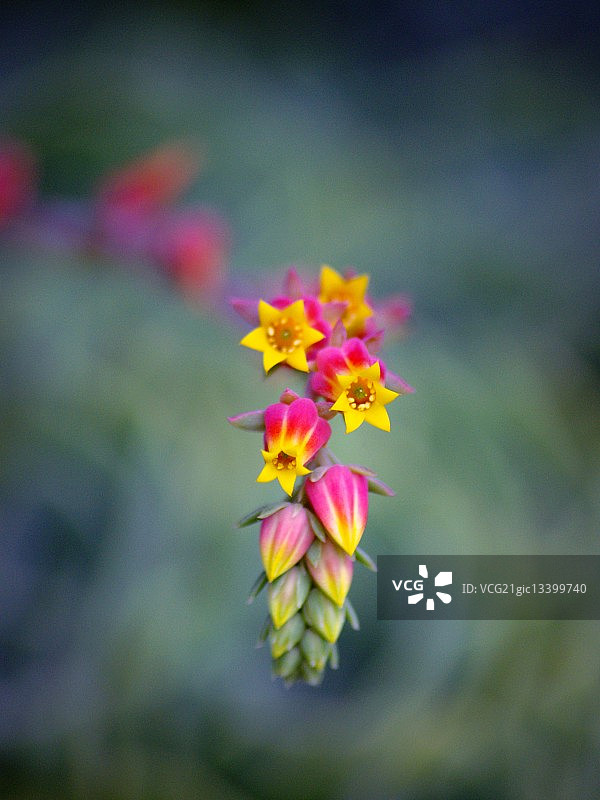 鲜艳的花序图片素材