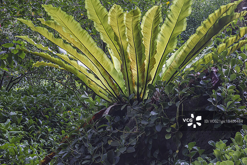 鸟巢蕨图片素材