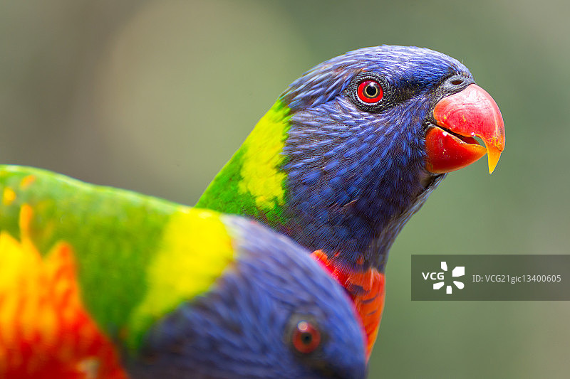 两只鹦鹉特写图片素材