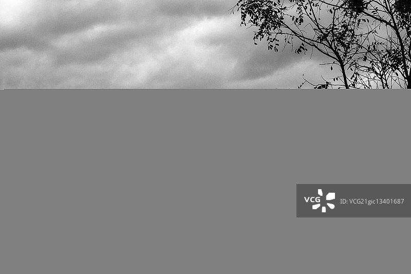 黑秃鹰图片素材