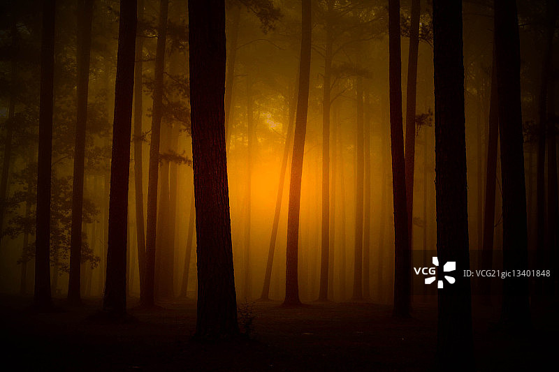 森林中的雾与阳光图片素材