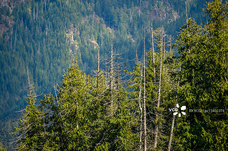 加拿大不列颠哥伦比亚省麦克米兰省立公园大教堂 grove 花旗松森林图片素材