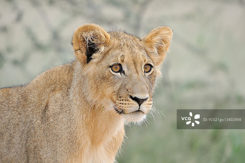 卡拉哈里沙漠的狮子幼崽图片素材