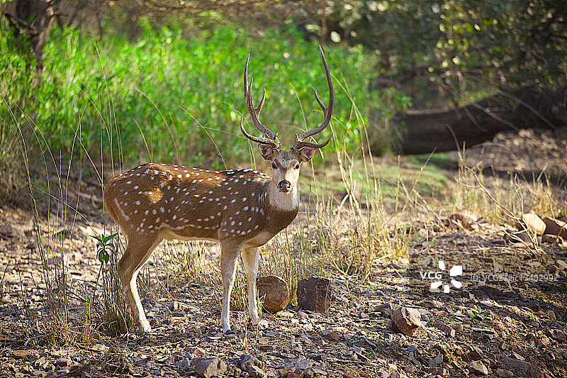 花鹿，印度拉贾斯坦邦图片素材