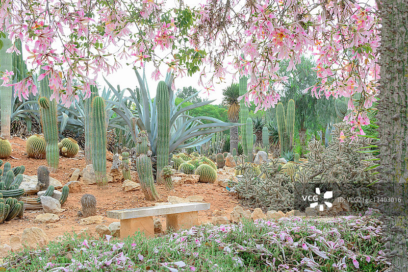 如画美景：木棉树和仙人掌花园图片素材