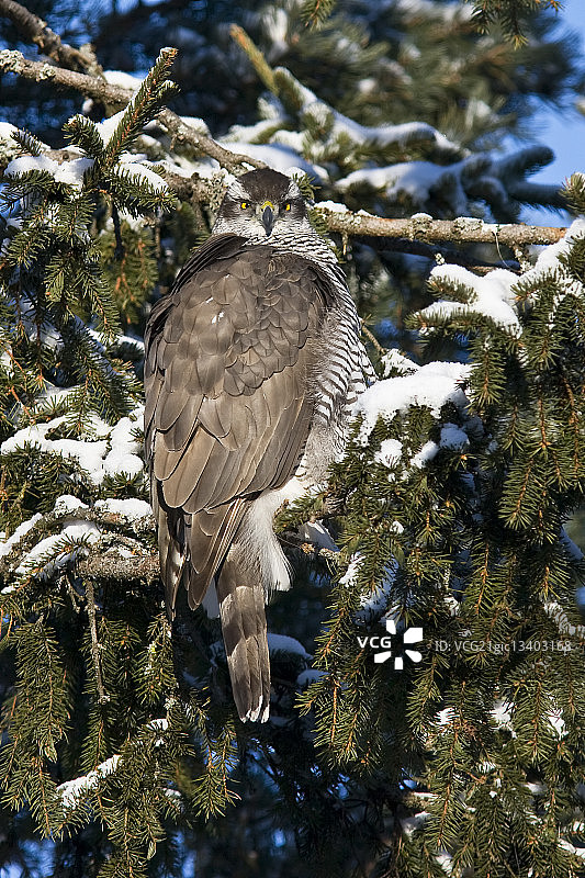 北苍鹰图片素材