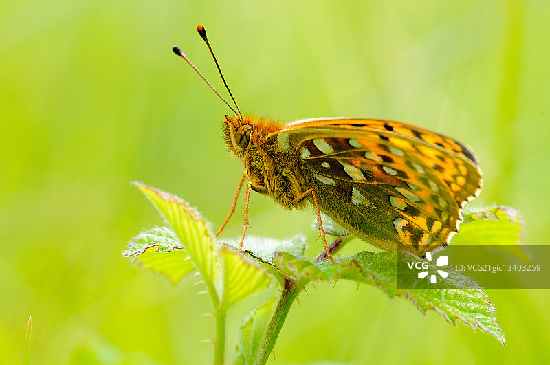绿色叶子上的深绿色银纹蝴蝶图片素材