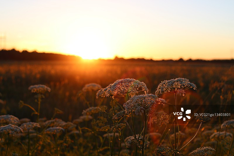 日出时分，爱沙尼亚塔尔图县的草甸图片素材