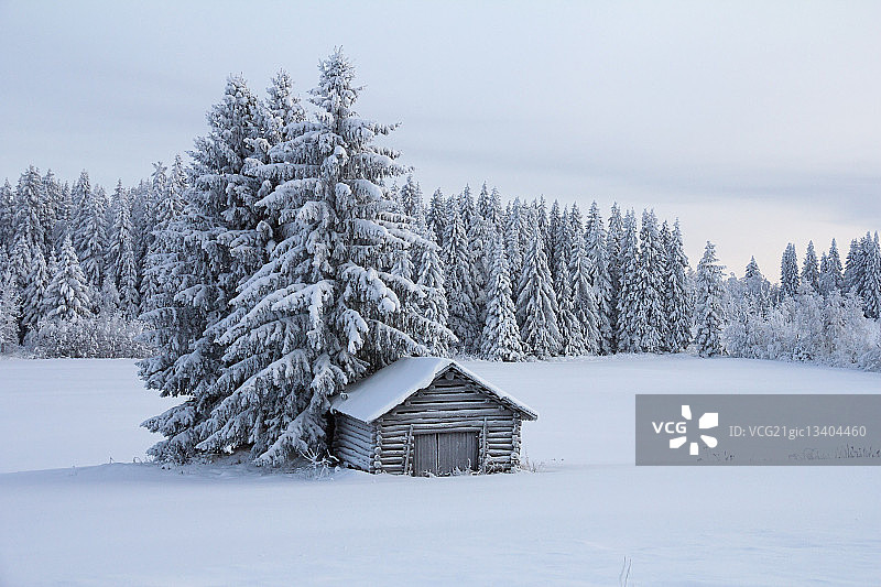 芬兰卡亚尼利萨尔米冬季针叶树旁的原木小屋图片素材
