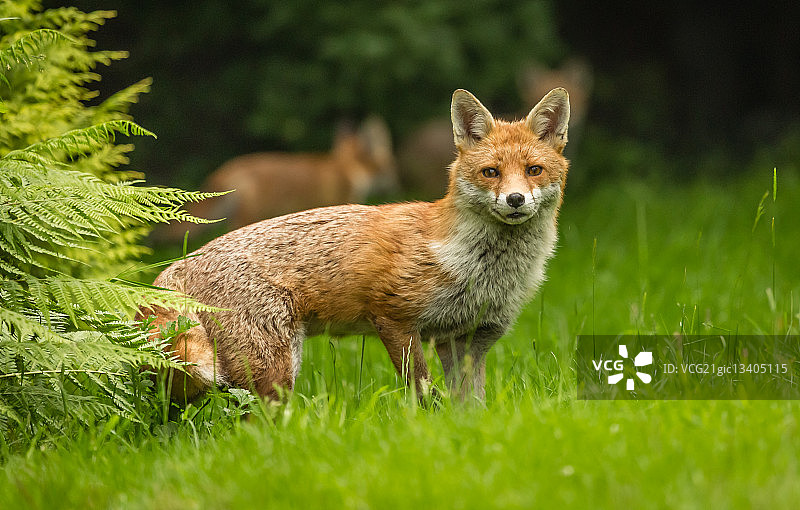 英国德比郡切斯特菲尔德草甸上的红狐图片素材