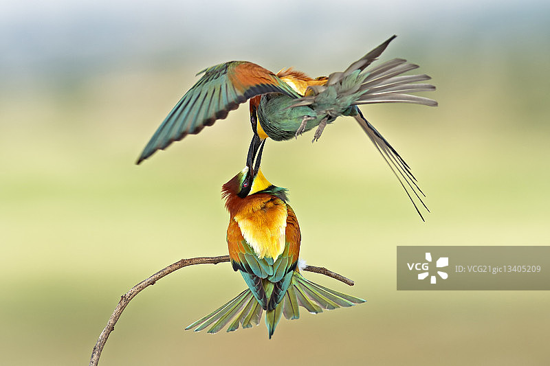 欧洲蜂虎格斗图片素材