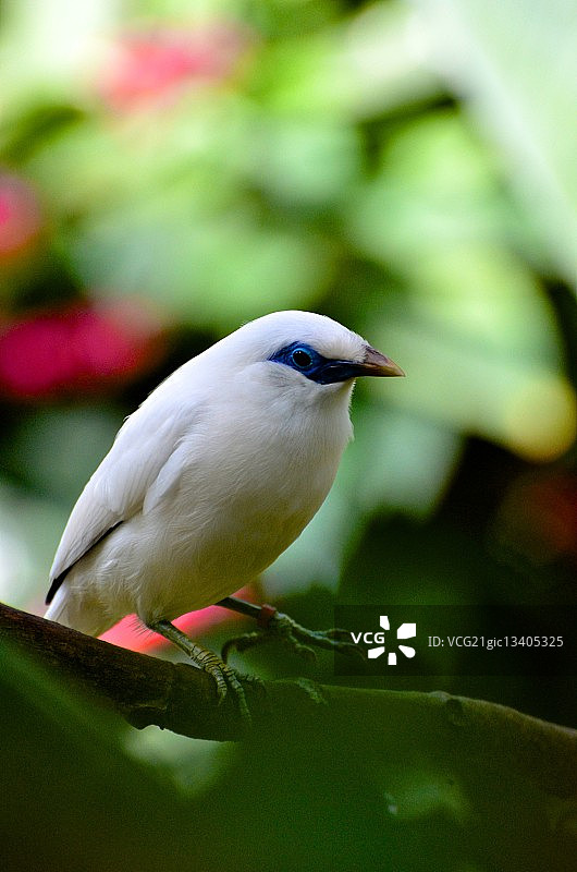 巴厘八哥图片素材