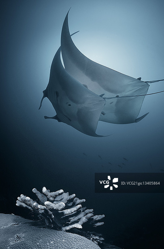 奏鸣曲图片素材