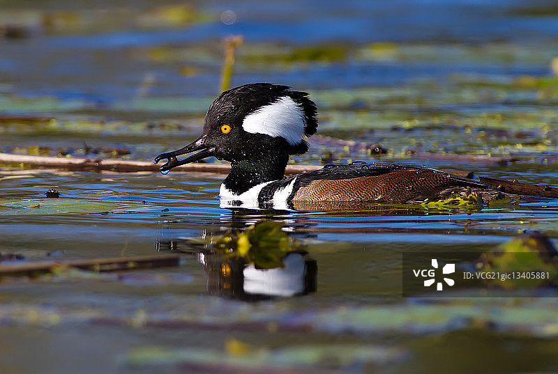 在佛罗里达州布里瓦德县维埃拉湖中游泳的冠秋沙鸭图片素材