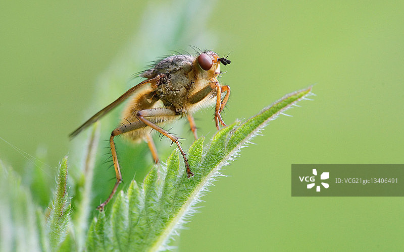 粪蝇图片素材