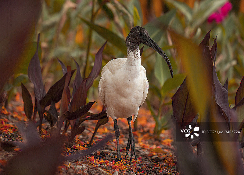 澳大利亚白鹮在植物中行走，澳大利亚图片素材