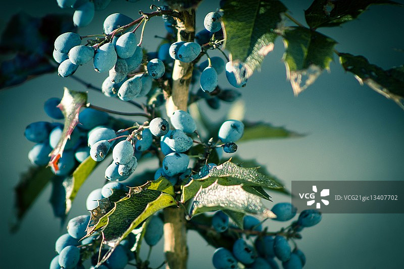 蓝色浆果（冬青树）图片素材