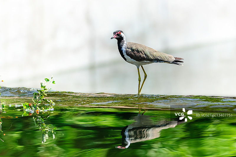 红肉垂麦鸡栖息于水边图片素材