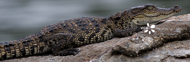 印度卡纳塔克邦河口鳄鱼上的蛛网和蜘蛛图片素材