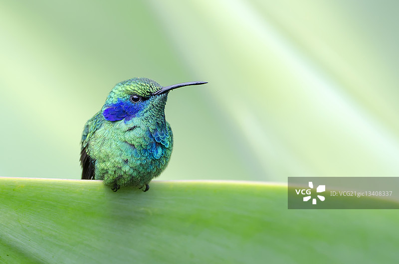 紫耳蜂鸟（Colibri thalassinus）图片素材