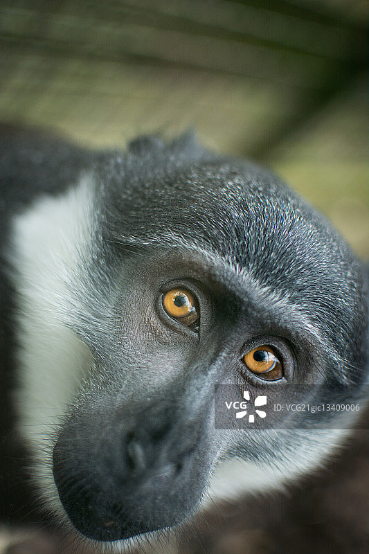 洛氏猴肖像 爱丁堡动物园图片素材