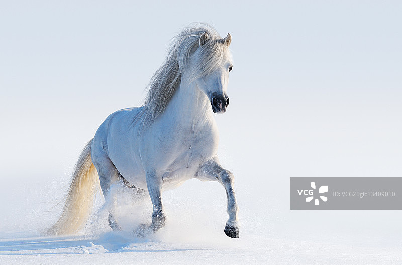 灰色威尔士小马图片素材