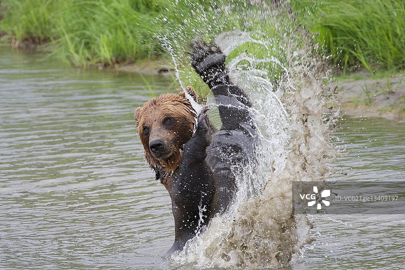 灰熊水上运动图片素材