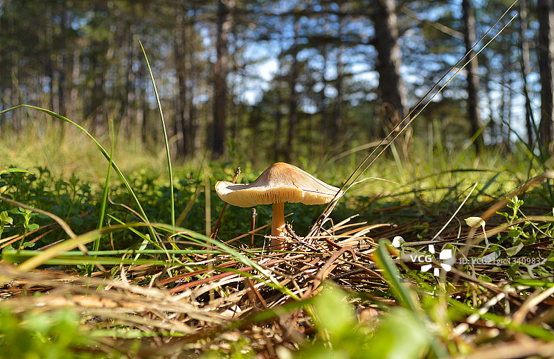 乌克兰赫尔松州毒鹅膏菌图片素材