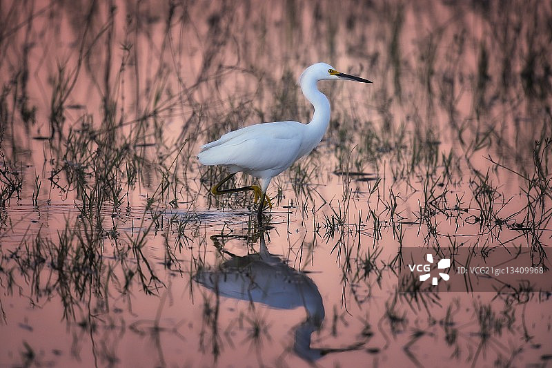 白鹭(白鹭)图片素材