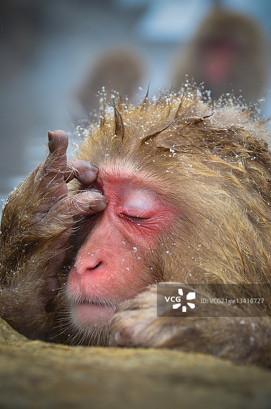 日本猕猴（Macaca Fuscata）挠头，日本汤田中图片素材
