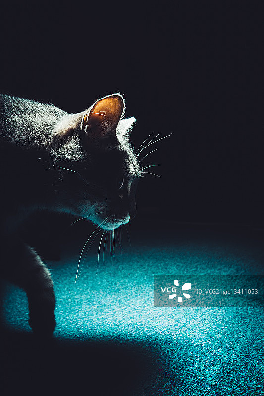 在黑暗中行走的猫，俄罗斯马格尼托哥尔斯克图片素材